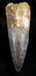 Large Spinosaurus Tooth - Great Preservation #23957-1